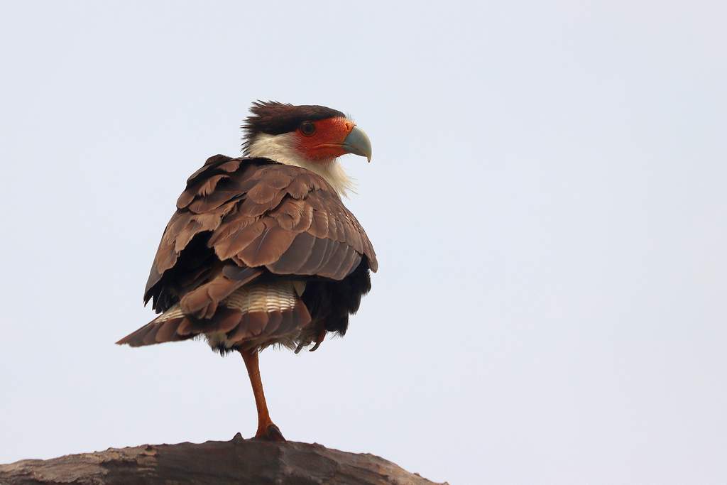 Krested Caracara